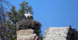 Baharın müjdeleyicisi leylekler Efes Selçuk semalarında