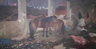 Konak’ta kaçak kesime ortak operasyon