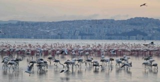 Çiğli’nin Pembe Misafirleri 10 festivalde ödüle aday