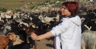 Karaburun’da Kırkım Şenliği 26 Haziran’da