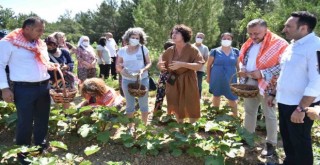 Bornova’da ilk bamya hasadı Soyer’den