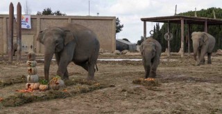 İzmir 14. yaş gününü kutladı