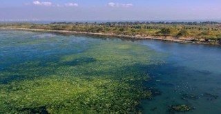 Deniz marulu İzmir Körfezi'nde yayılıyor