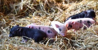 2021'in ilk yavruları dünyaya geldi