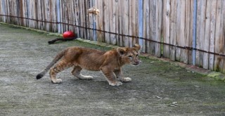 İzmir Doğal Yaşam Parkı sömestr tatilinde öğrencilere ücretsiz