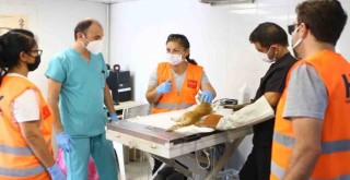 Bayraklı'da hayvanseverlere arama kurtarma eğitimi