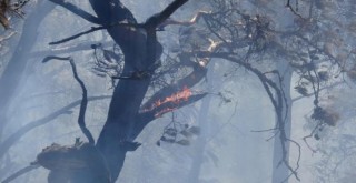 Yamanlar'daki yangında 5 dönüm kül oldu