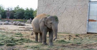 Fil Deniz Gaziantep yolcusu