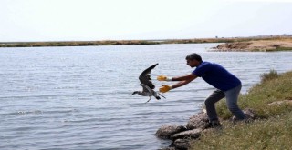 Karşıyaka’da yavru martı seferberliği