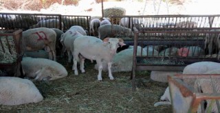 Aliağa'da kurban kesim yerleri belirlendi