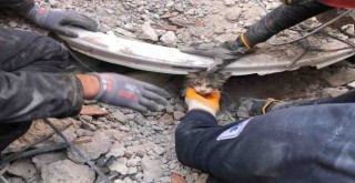 İzmir itfaiyesi 5 bin hayvan kurtardı