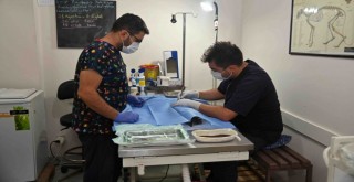 Karabağlar Üçyol Hayvan Sağlığı Merkezi kısırlaştırmalara devam ediyor