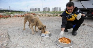 Buca’da can dostları sahipsiz değil