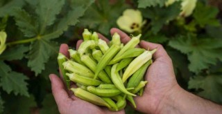 Susuz bamya İzmir’e yayılıyor