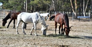 Faytonlardan alınan atlar İzmir Doğal Yaşam Parkı'nda