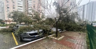 Mavişehir'de fırtınadan ağaç devrildi, 5 araç hasar aldı