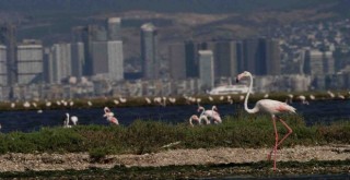 Flamingo Yolu turları başladı