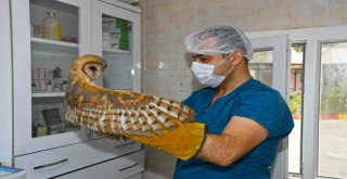 Peçeli Baykuş ve Bukalemunun tedavisiyle bakımı yapıldı
