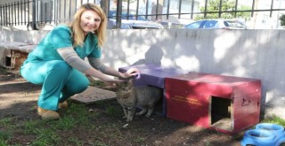 Bayraklı'da hayvanseverlere görevli belgesi