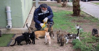 Karşıyaka’da kontrolsüz üremeye tedbir: Kısırlaştırma