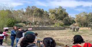 En büyük ilgi fillere