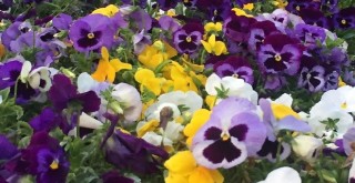 19. Karşıyaka Çiçek Pazarı,  Mayıs sonunda açılacak