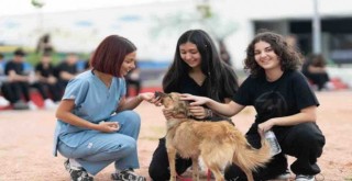 Öğrencilerden çağrı: Sahipsiz hayvanlara kötü muamele son bulsun
