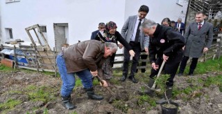 İzmir'de Kadın Gücü Sakız Ağacına Can Katıyor
