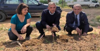 Beydağ Belediyesi salep hasadını gerçekleştirdi