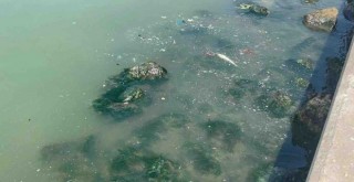 Körfez'de alarm... Balık ölümleri yeniden başladı