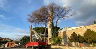 Ödemiş'te kuruyan ağaçlar, ihtiyaç sahiplerine yakacak oluyor
