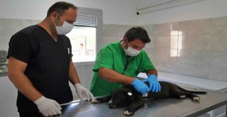 Seyrek Sahipsiz Hayvan Hastanesi umut oluyor