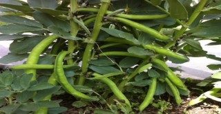 Torbalı Belediyesi’nden Börülce Festivali