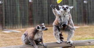 ​İzmir Doğal Yaşam Parkı’nda bebek heyecanı
