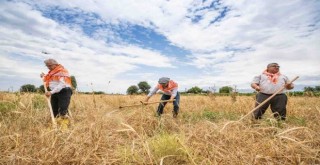 Başkan Soyer ilk hasada katıldı