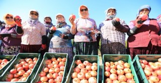 Efes Selçuk'ta nar şenliği...