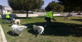 Sokağa çıkma yasağında da can dostlar unutulmadı