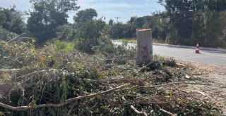 Türkiye İşçi Partisi'nden Foça'daki ağaç kıyımına suç duyurusu