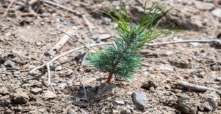 Yamanlar'da yanan orman yeşilleniyor