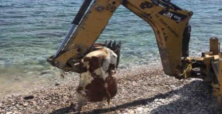 Çeşme’de sahile vuran ölü inek vatandaşları şaşırttı