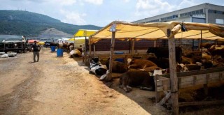 Bornova Kurban Pazarı kapılarını açtı