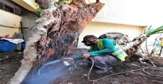 Anıt ağaçlar emin ellerde