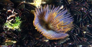 İzmir Körfezi’nden güzel haberler var