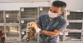 Sevimli dostlar emin ellerde