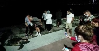 Bostanlı'da ölü caretta caretta