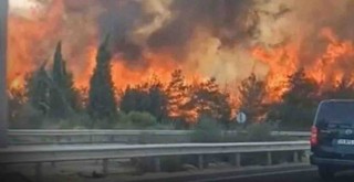 Buca'da orman yangını