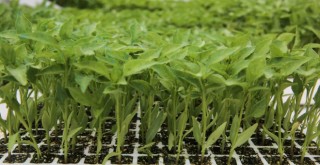 Bucalı üreticiye fide desteği