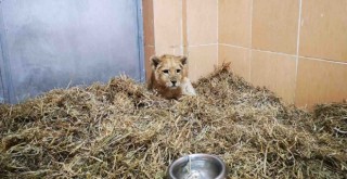 İzmir'de yavru aslan bulundu