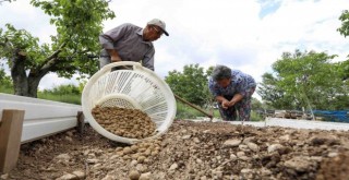 Kilogramı 750 TL’yi bulan salep Buca’da üretilecek