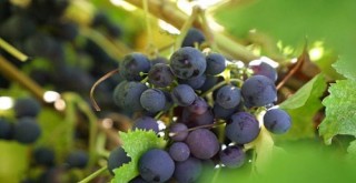 Efemçukuru Üzümü görücüye çıktı